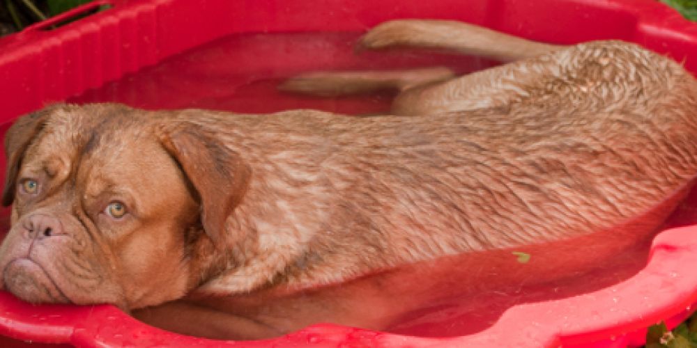 Die Hundstage kommen