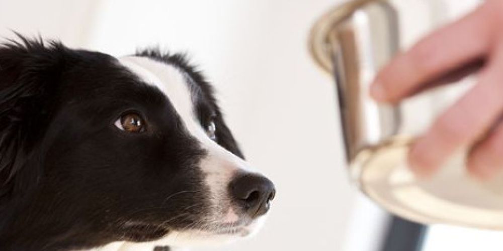 Hunde- und Katzenfutter im Test