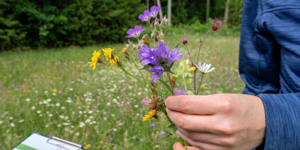 160.000 Euro für Projekte im Naturpark Südschwarzwald