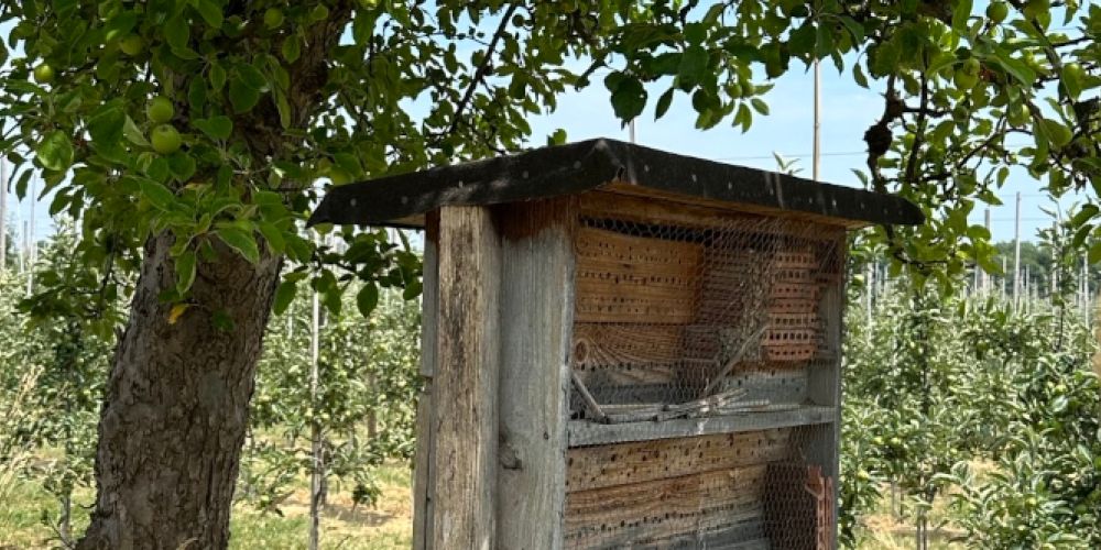 Obsterzeuger am Bodensee setzen koordiniert Maßnahmen um