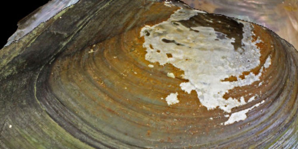 Neue Muschelart für die Schweiz entdeckt