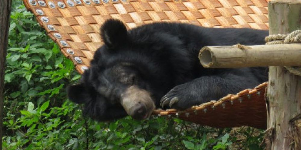 VIER PFOTEN eröffnet neues Bärenschutzzentrum in Vietnam