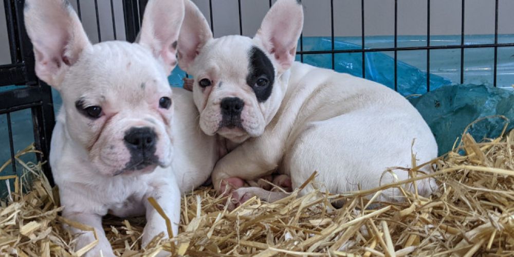 Erste Welpen aus VIER PFOTEN Rettung in Köln haben ein Zuhause