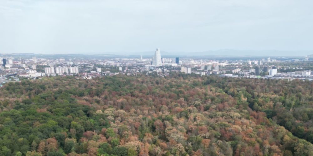Trockenheit in den Wäldern erfordert Sicherheitsfällungen