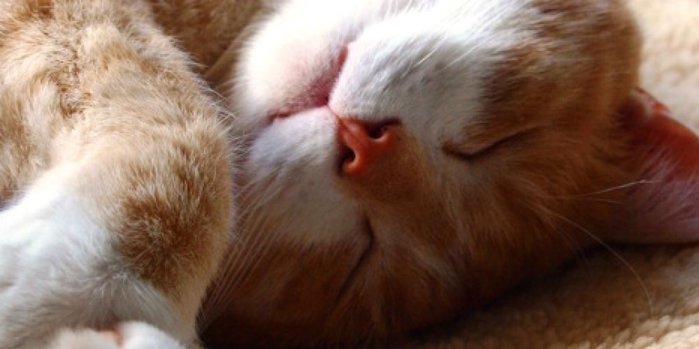 Tipps gegen den Herbst-Blues bei Katzen