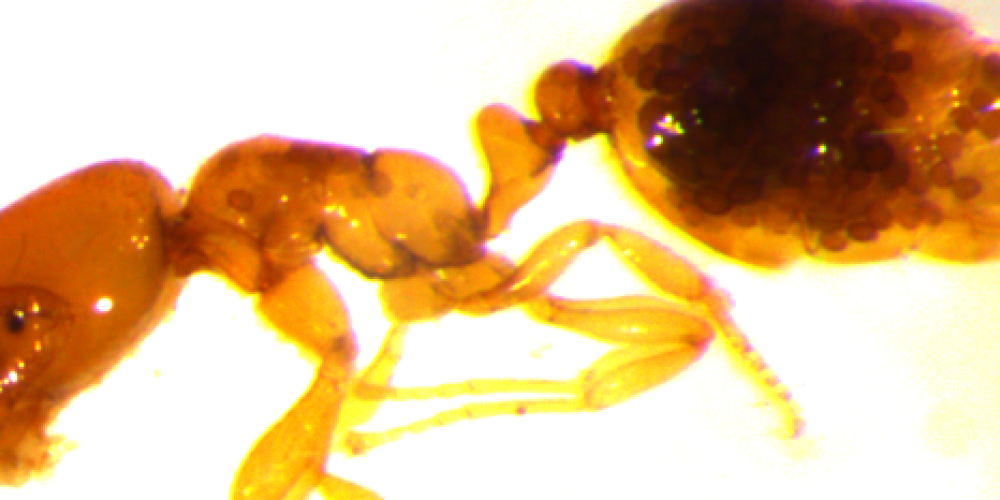 Rätselhafte Krankheit bei Ameisen in der Nordwestschweiz