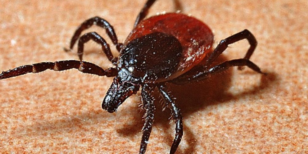 Neue Arten & FSME-Hot-Spots könnten Krankheits-Risiko erhöhen