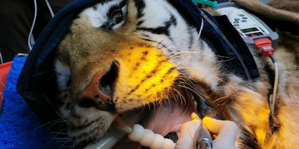 Tapferer Tiger: Wurzelbehandlung für Ex-Zirkustiger Sahib