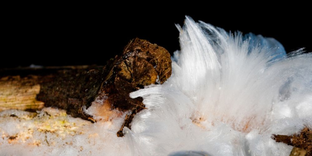 Haareis – Ein ganz spezielles Eiskristall