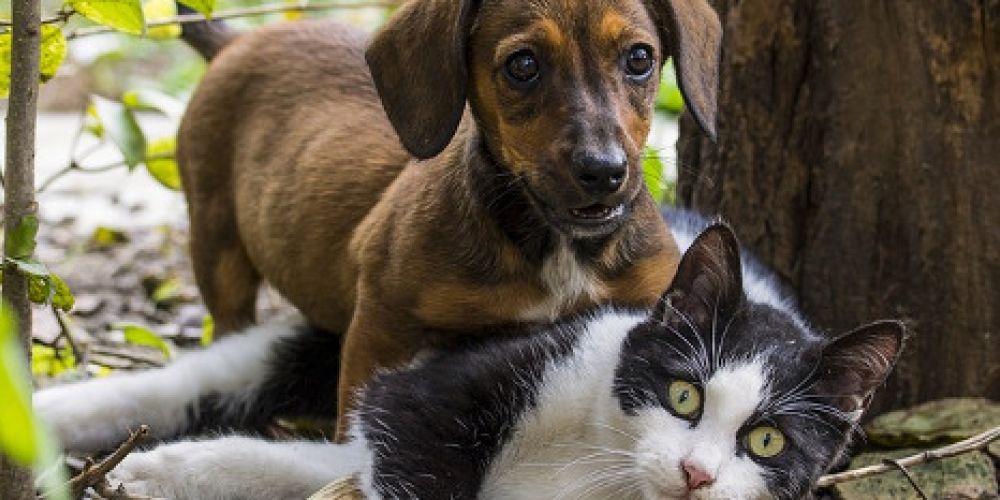 Hund & Katz - mit 8.000 Rassehunden