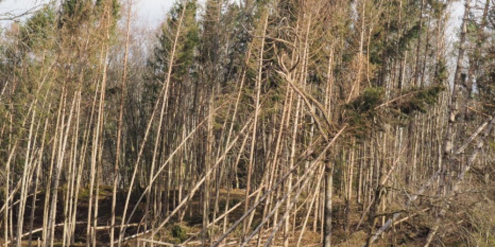 Gefahren im Wald