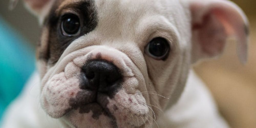 VIER PFOTEN warnt vor Spontan-Käufen von Hunden zu Corona-Zeiten