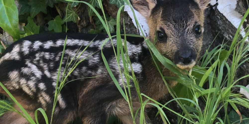 Hände weg von jungen Wildtieren