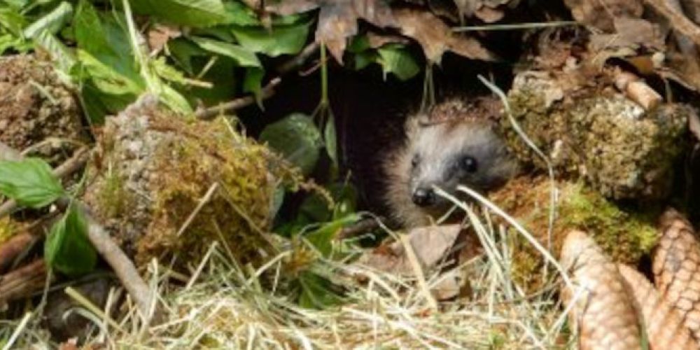 So kommen Igel gut durch die kalte Jahreszeit