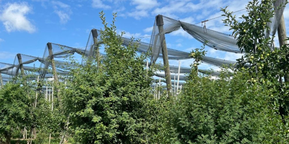 Bodensee-Obstbauern fördern seit mehr als 15 Jahren koordiniert Wildbienen