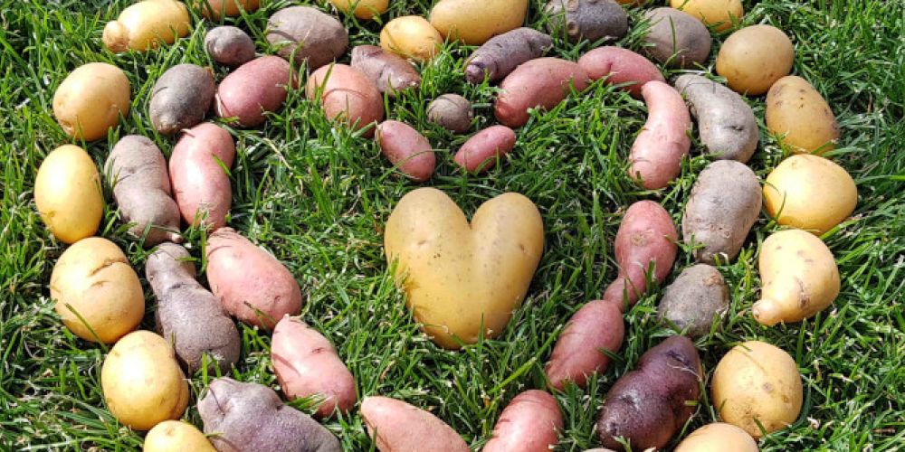 Die vielseitige Knolle ist ein Klimaschützer