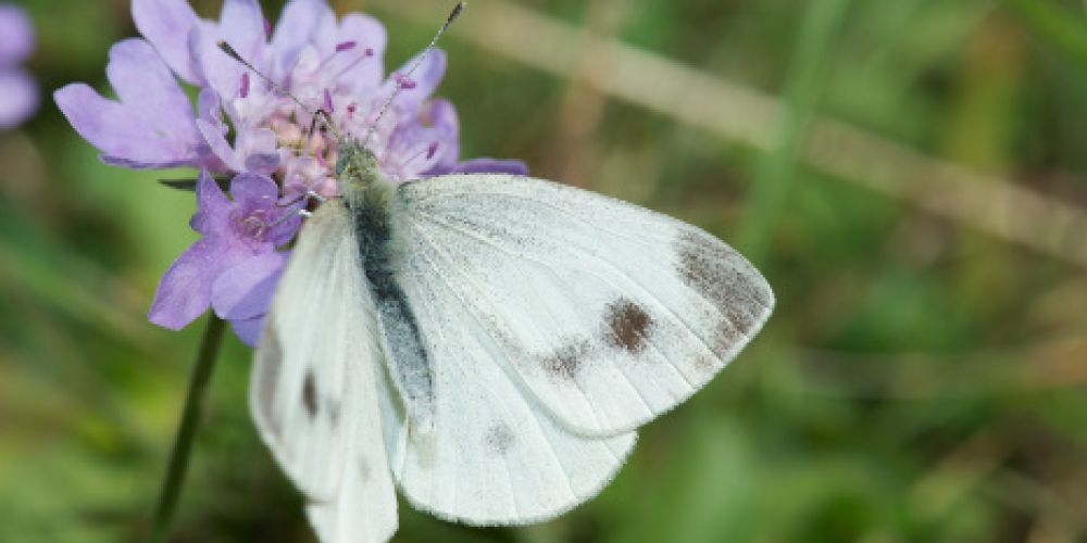 Ein wärmeliebender Falter erobert die Nordsee