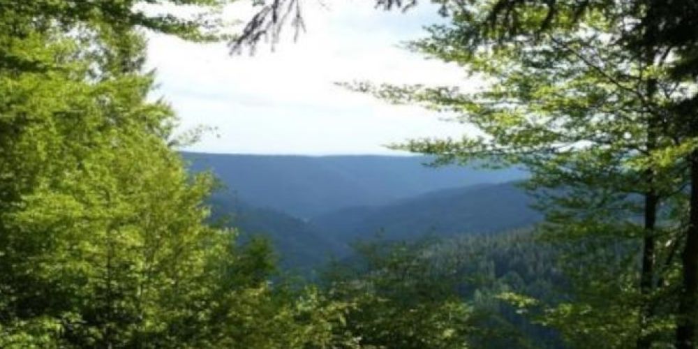 Holznutzung im Südwesten: Noch nicht ausgereizt