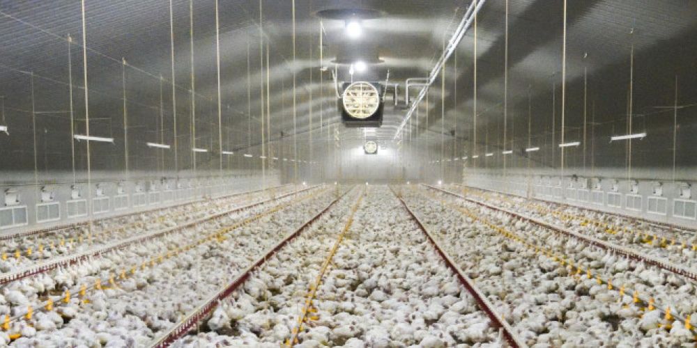 VIER PFOTEN - „Es fehlen verbindliche Strategien“