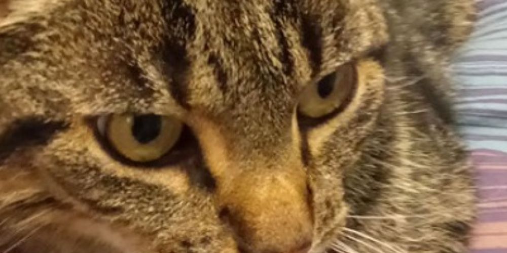 Kater Tabby ist nach sieben Monaten wieder bei seiner Familie