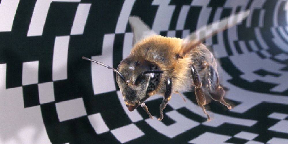 Letzte Tage: Erfolgreiche Bienen-Ausstellung