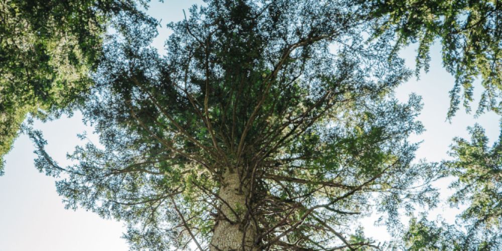 Resilienter Riese: Die Danieltanne in Grafenhausen wird zum Nationalerbe-Baum ernannt