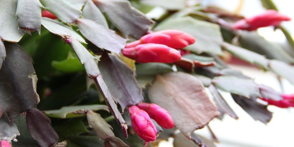 Wenn der Garten ruht: Tipps vom Gartenbauexperten für gesunde Pflanzen und grüne Stimmung im Haus