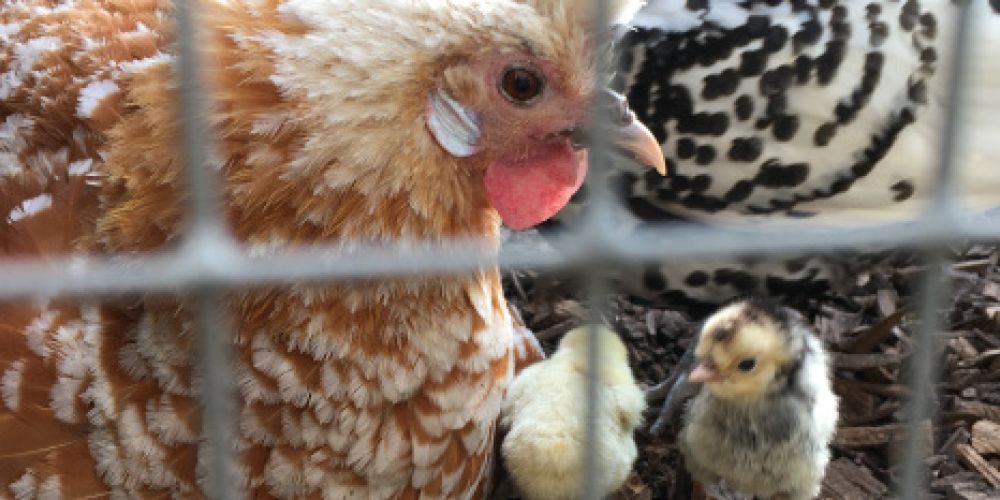 Nachwuchs geschlüpft - Museums-Hühner im Familienglück