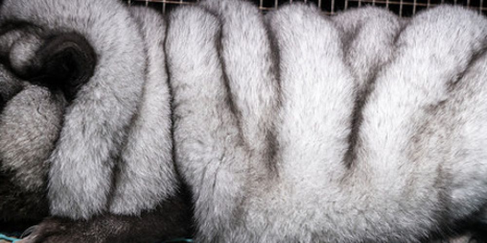 Aufgedeckt: „Monsterfüchse“ leiden auf finnischen Pelzfarmen