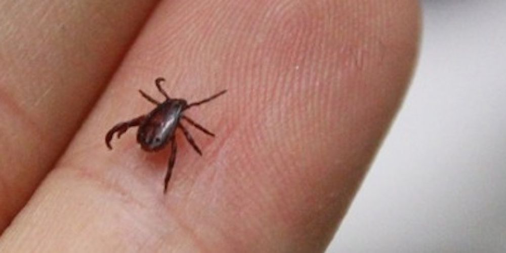 Gesucht: Braune Hundezecke für die Forschung