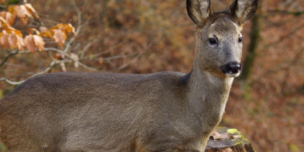 Wildunfälle bei Dunkelheit und Nebel vermeiden