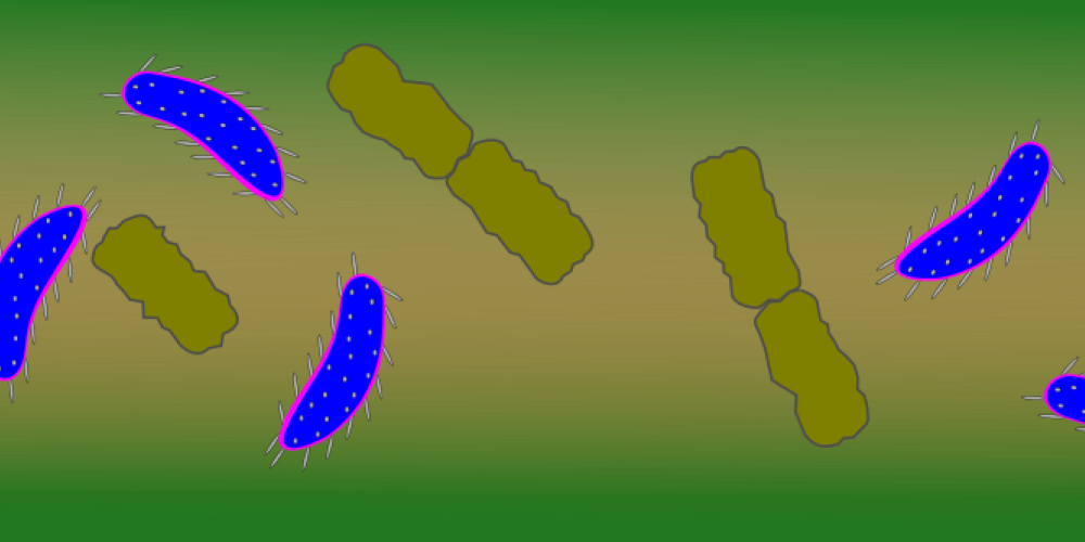 Die Auswirkungen einer ungesunden Ernährung auf die Darmflora
