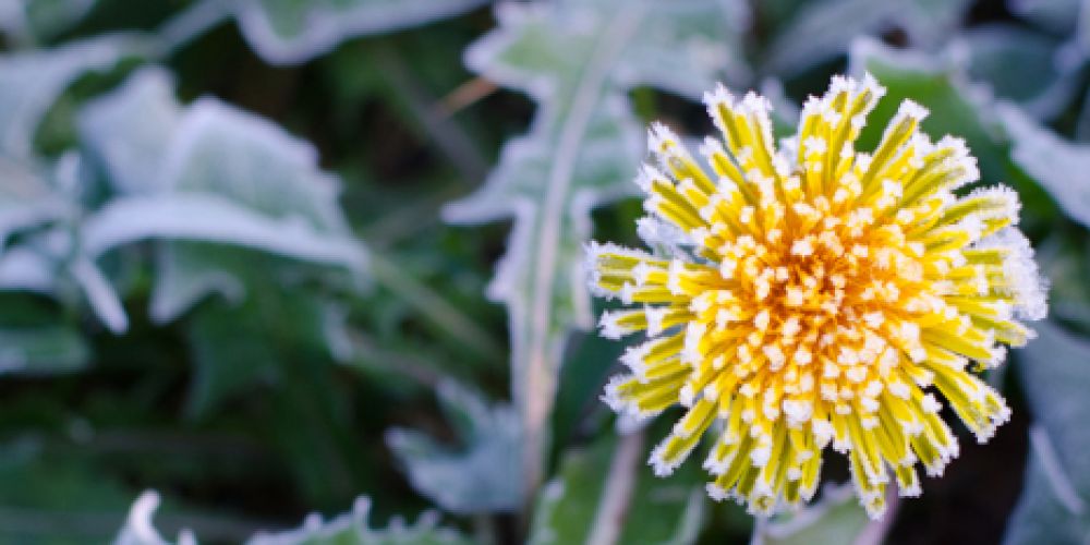 Kälteeinbruch zum nächsten Wochenende