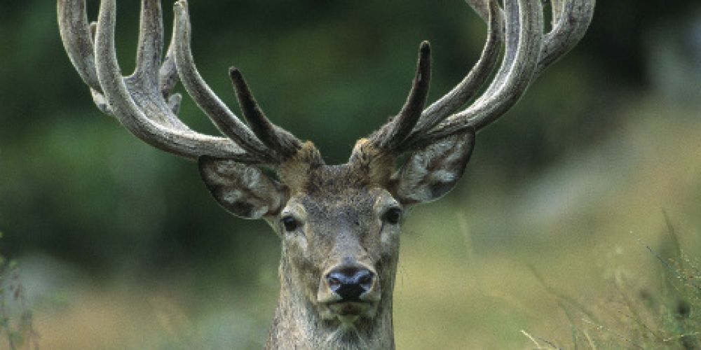 Rothirschtage und Hubertuswoche im Hochschwarzwald