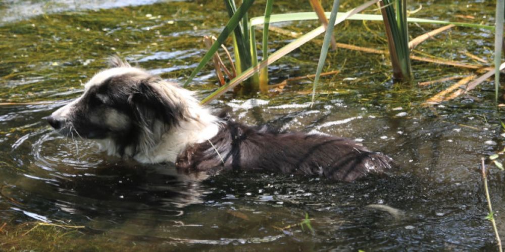 Gesunde Abkühlung für den Hund