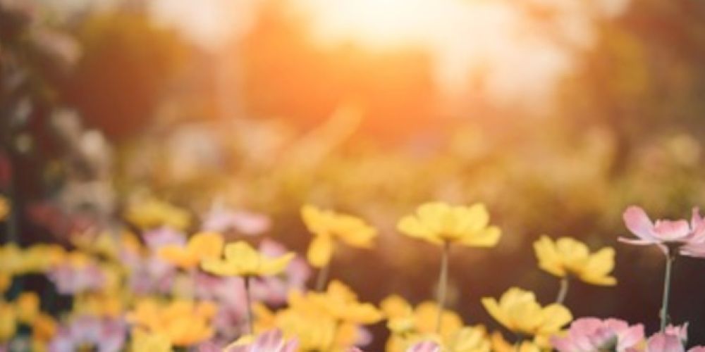 Gartenarbeit sorgt für heftige Streits zwischen Mietern und Vermietern