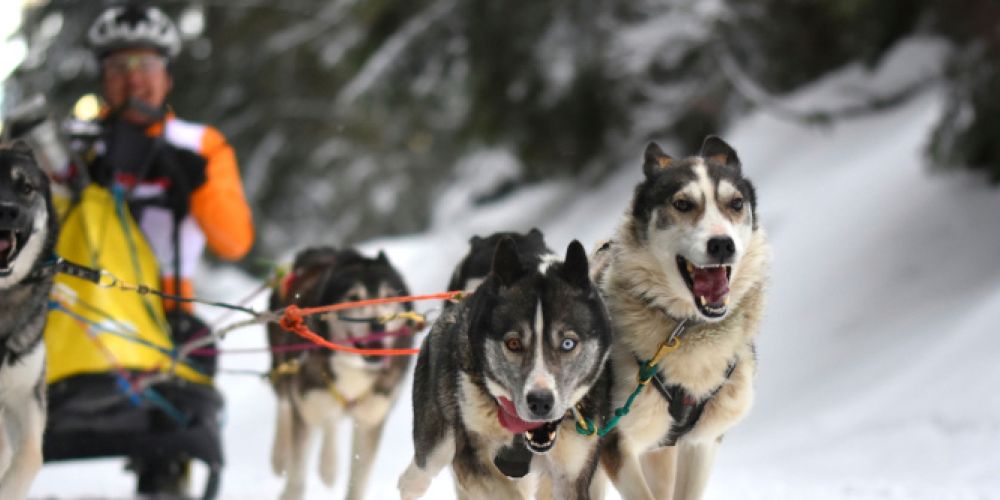 1. Internationales Schlittenhunderennen um den Waldhaus-Cup