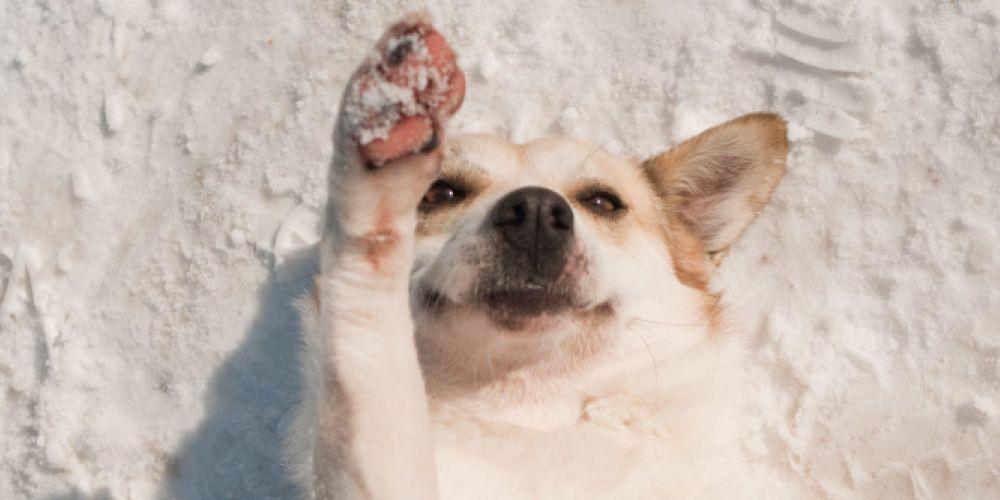 VIER PFOTEN gibt Tipps, wie Sie Hund und Katze vor Kälte schützen