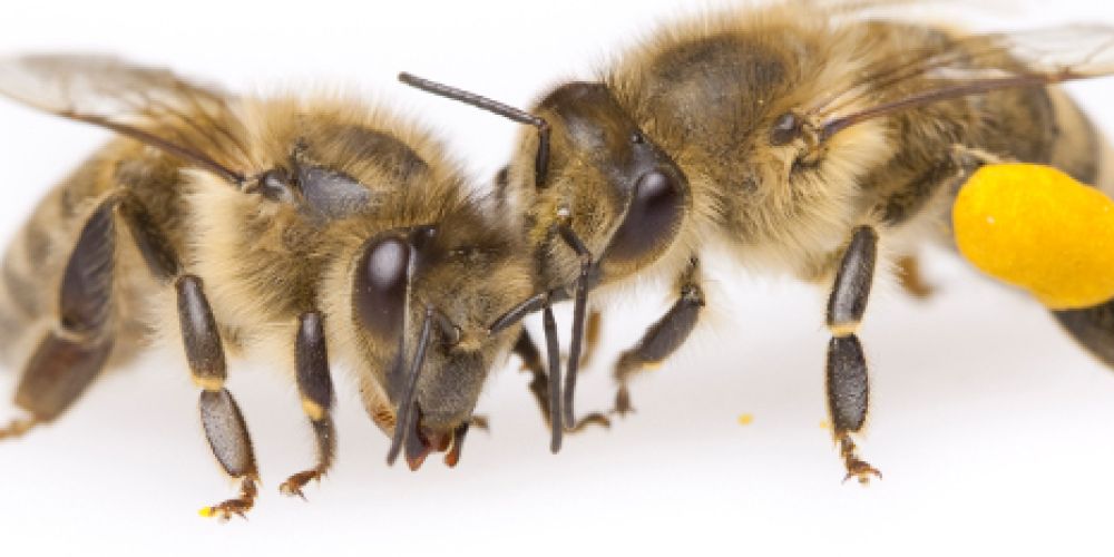 Bienen. Bedrohte Wunderwelt