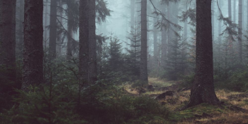 Forstarbeiten an der L159 zwischen Detzeln und Untermettingen