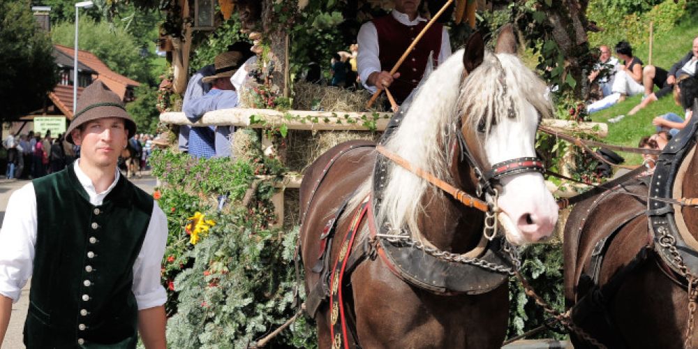 30. Rossfest: St. Märgen feiert das Schwarzwälder Kaltblut