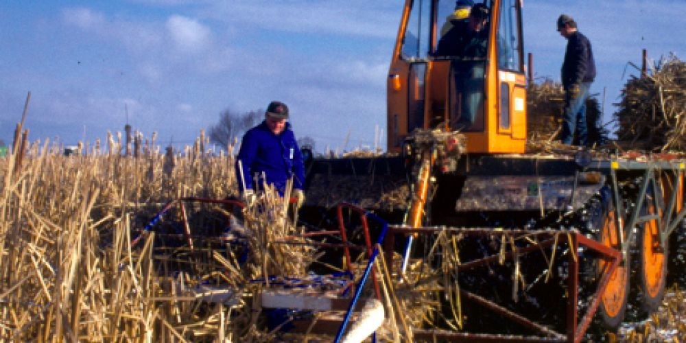 Wie Moor- und Denkmalschutz mit Landwirtschaft unter einen Hut gebracht werden