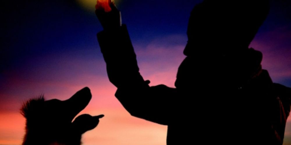 Gassi gehen mit Hunden im Winter