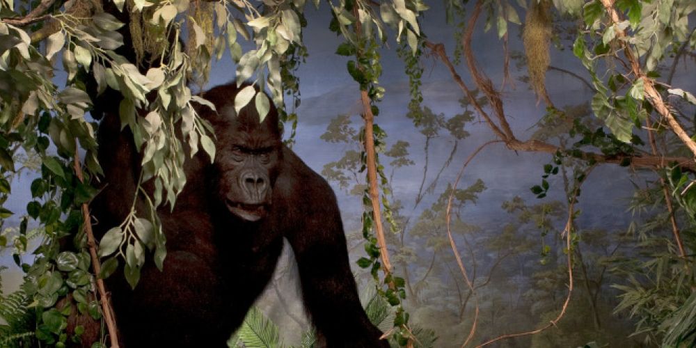 Podiumsreihe zum Dioramen-Update