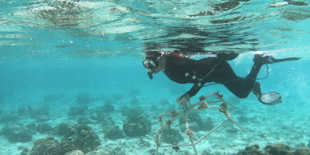 Helfende Hände für weltweit größtes Korallenwiederaufbau-Programm gesucht