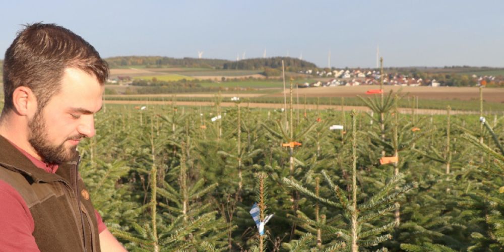 Weihnachtsbäume: Mengen und Preise 2025