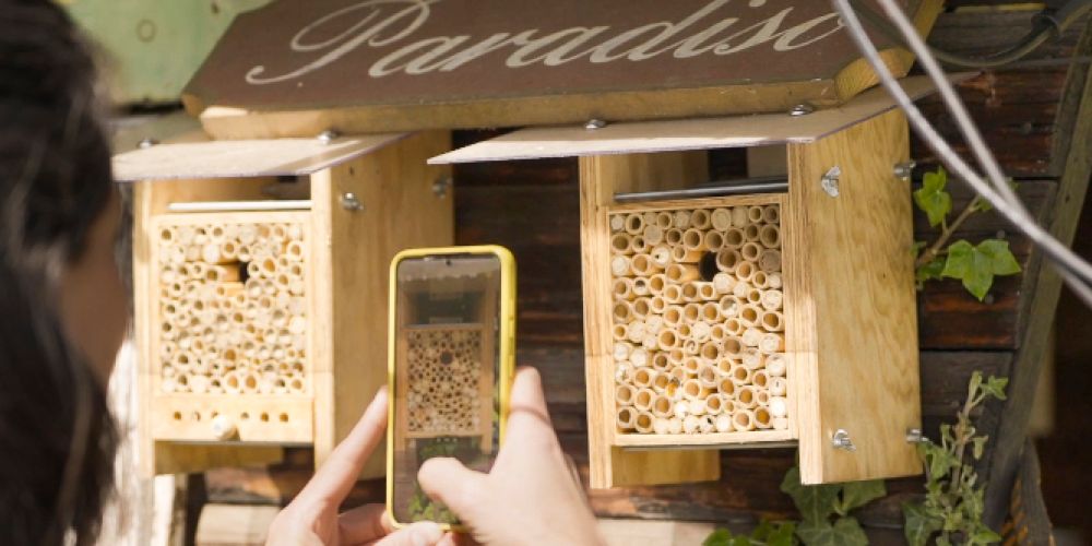 Zähl mit: Wie viele Wildbienen summen in deinem Garten?