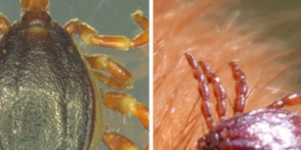 Gefürchtete Tropenkrankheiten wurden bislang nicht eingeschleppt