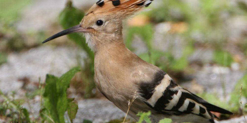 DBU Naturerbe zählt Wendehals und Wiedehopf und zeigt Pflegeerfolge
