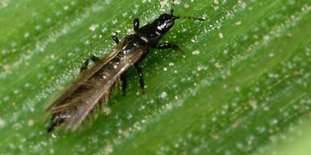 Darum sehen wir die kleinen Insekten vor einem Gewitter